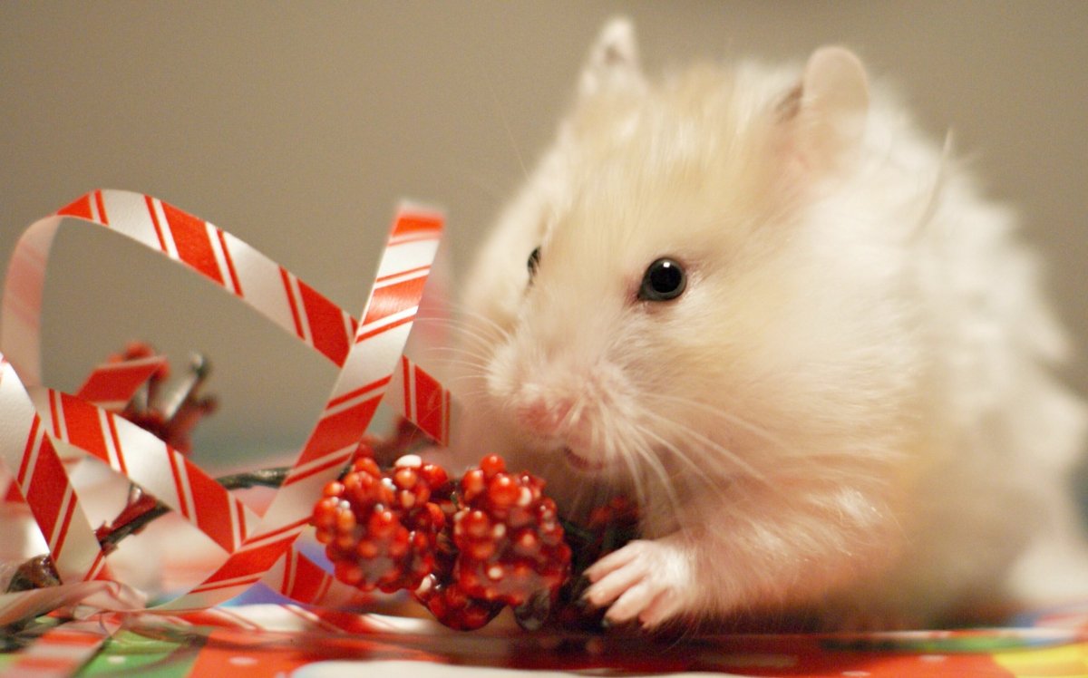 Хомяк новый год