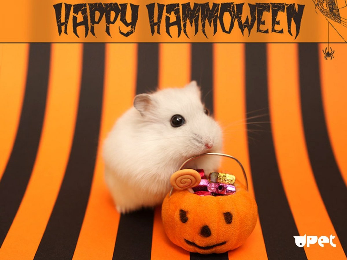 Мультяшные морские свинки