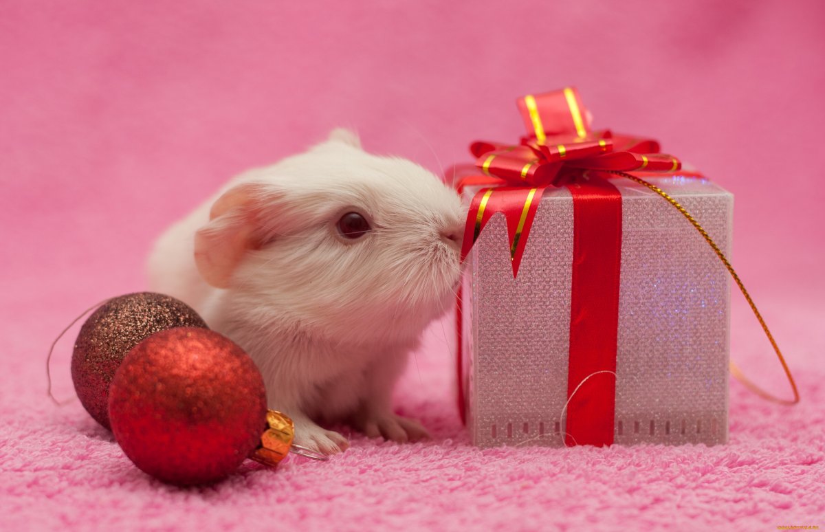 Милый хомячок