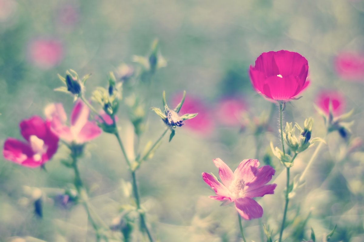 Нежное Цветочное поле