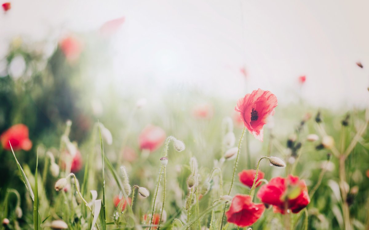 Красивые обои на рабочий стол лето