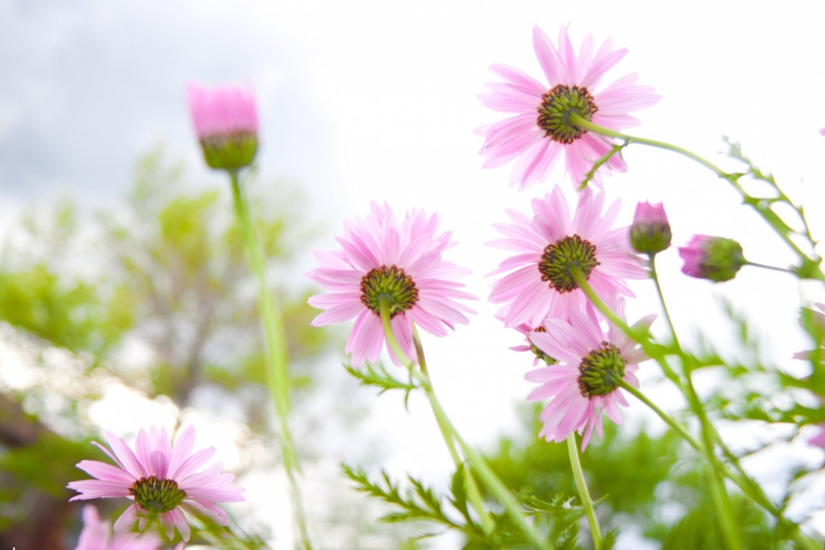 Цветы лето атмосферно