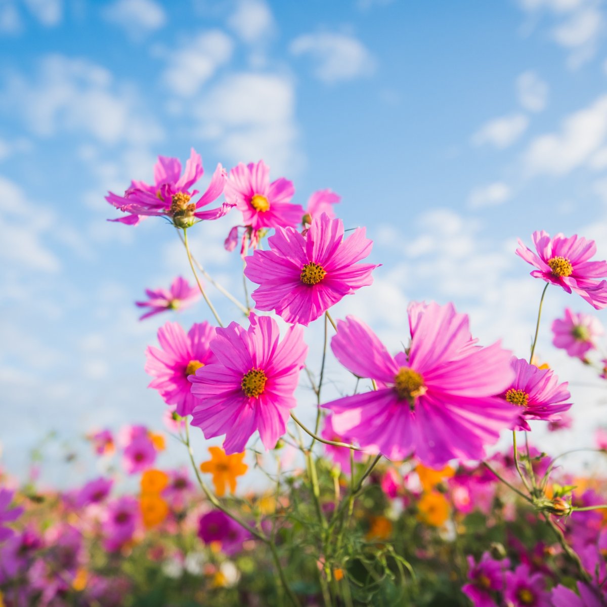 Обои на рабочий стол полевые цветы красивые