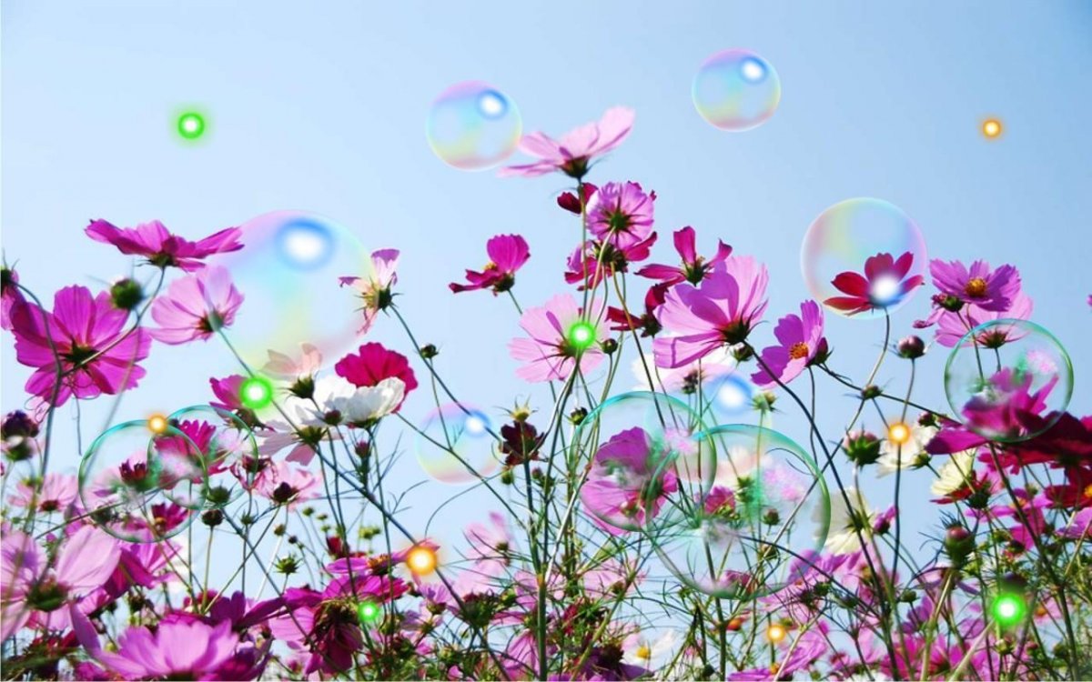 Летние цветы Минимализм