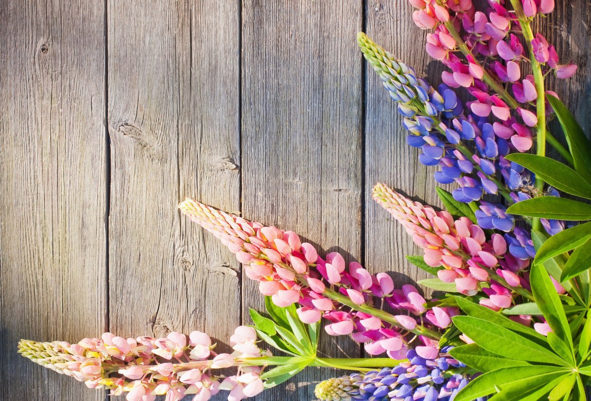 Поля космеи в Японии