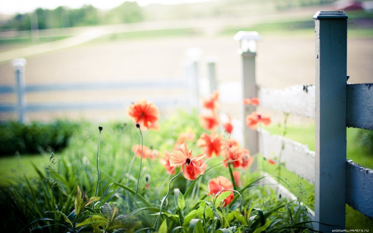 Эстетика лета