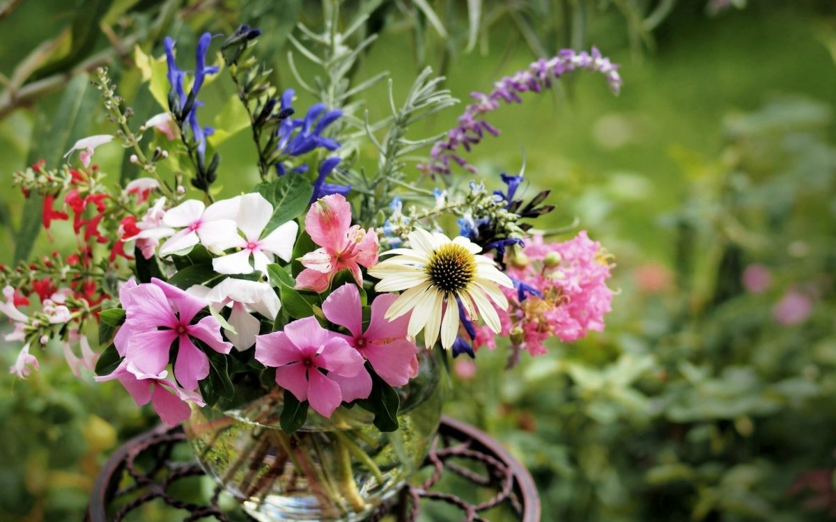 Полевые цветы космея