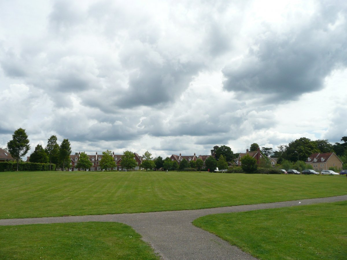 Поляна с деревьями