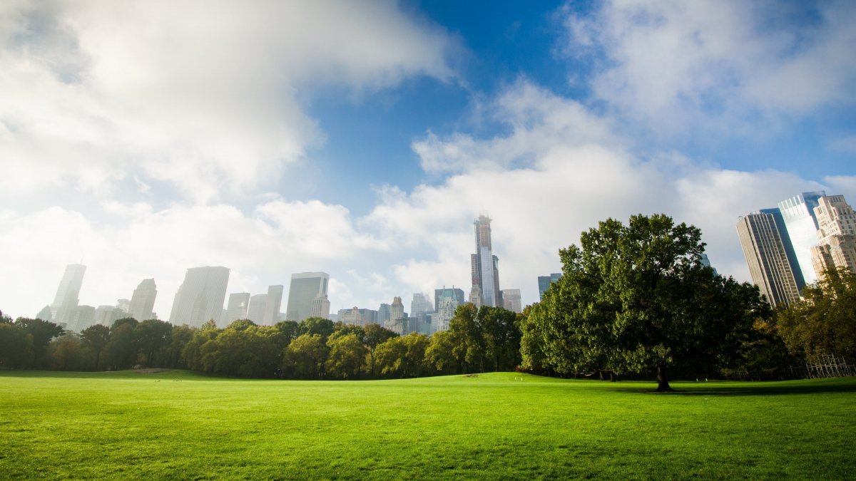 Сосоновый лес панорама