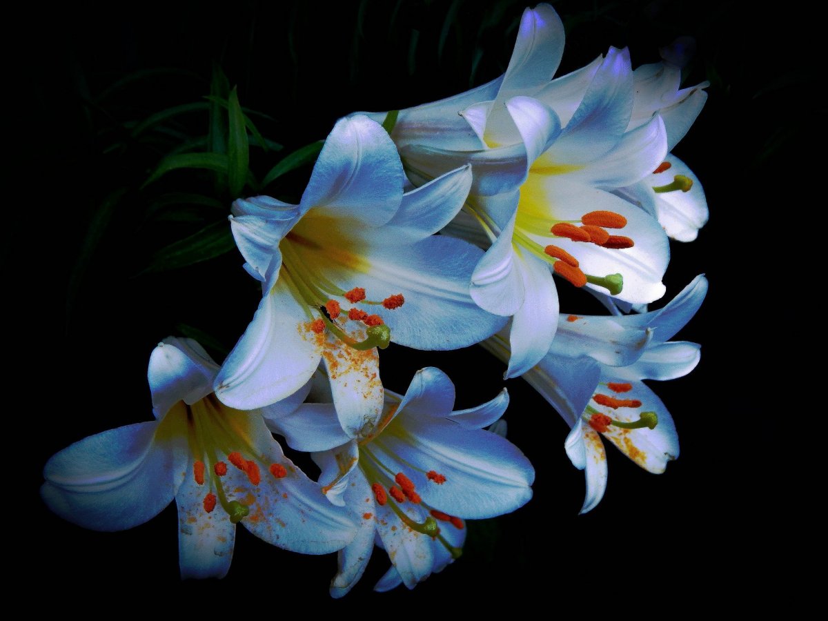 Могильная Лилия цветок