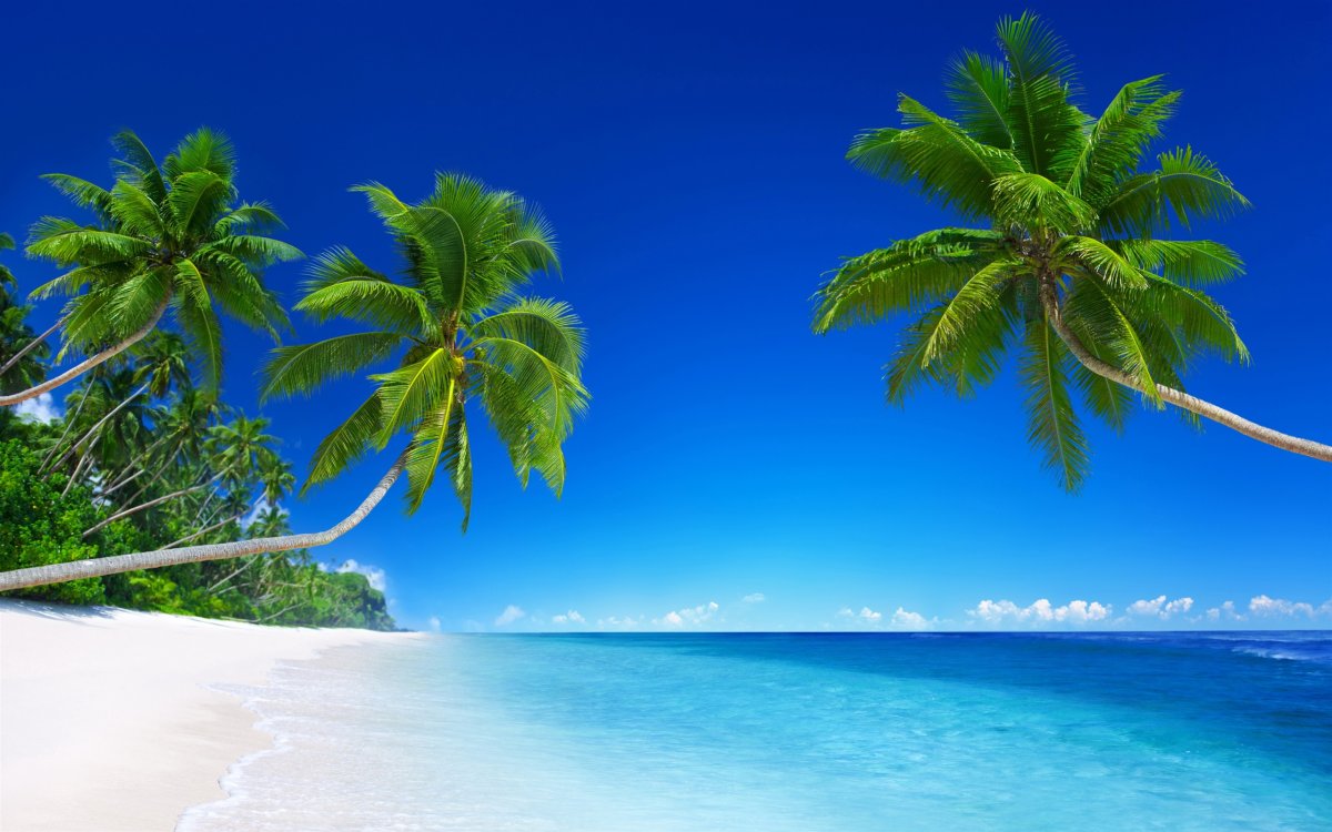 Обои на телефон пляж пальмы