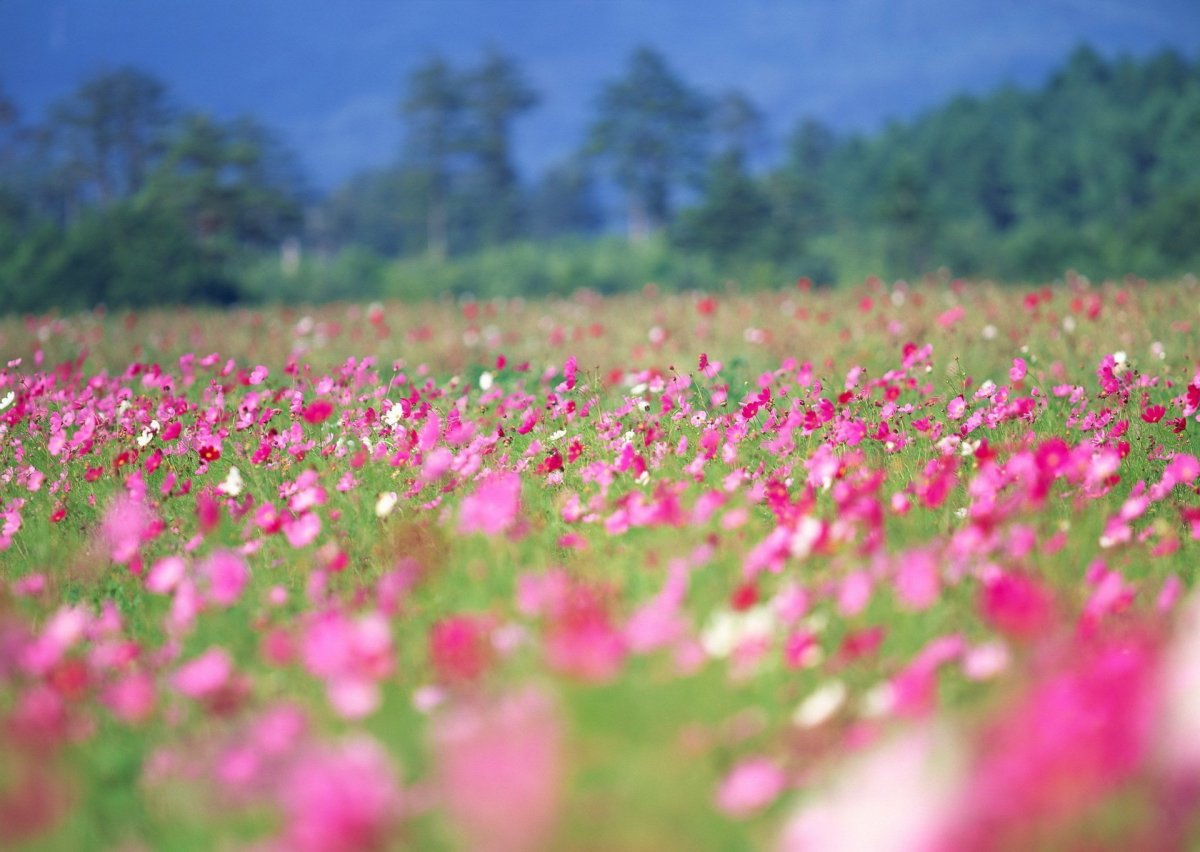 Фон поля с цветами