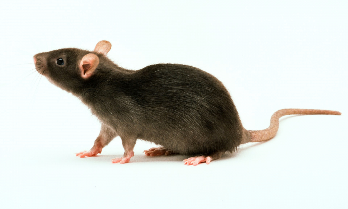 Фото крысы на белом фоне