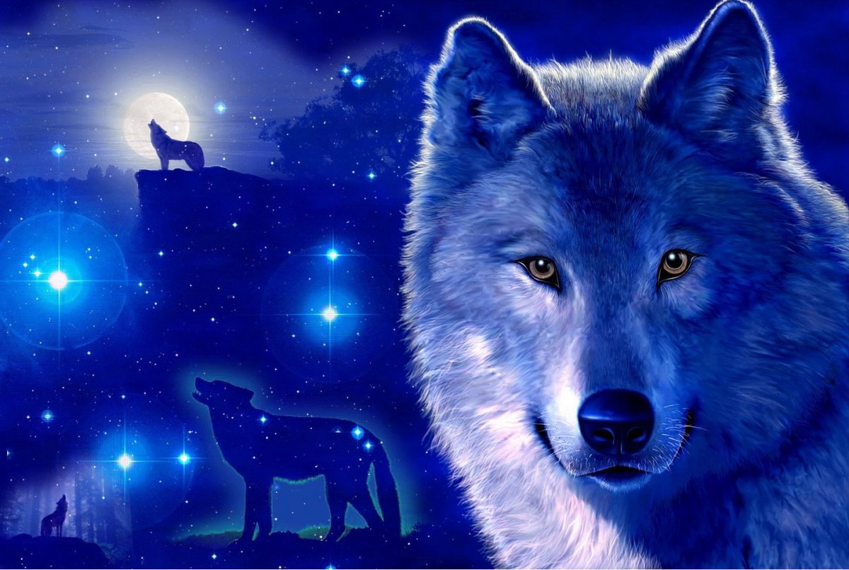 Волк. Волк картинка. Волк обои. Волк на синем фоне. Красивые обои на телефон волка