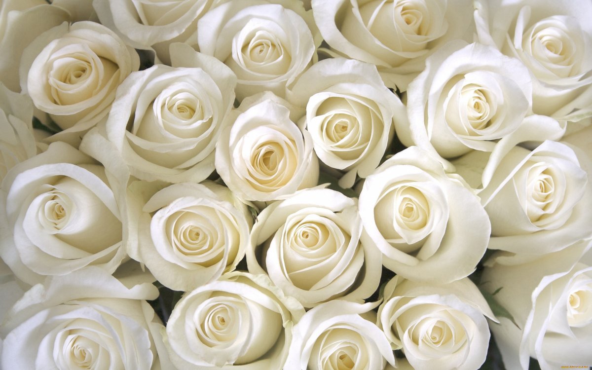 Белые розы фон