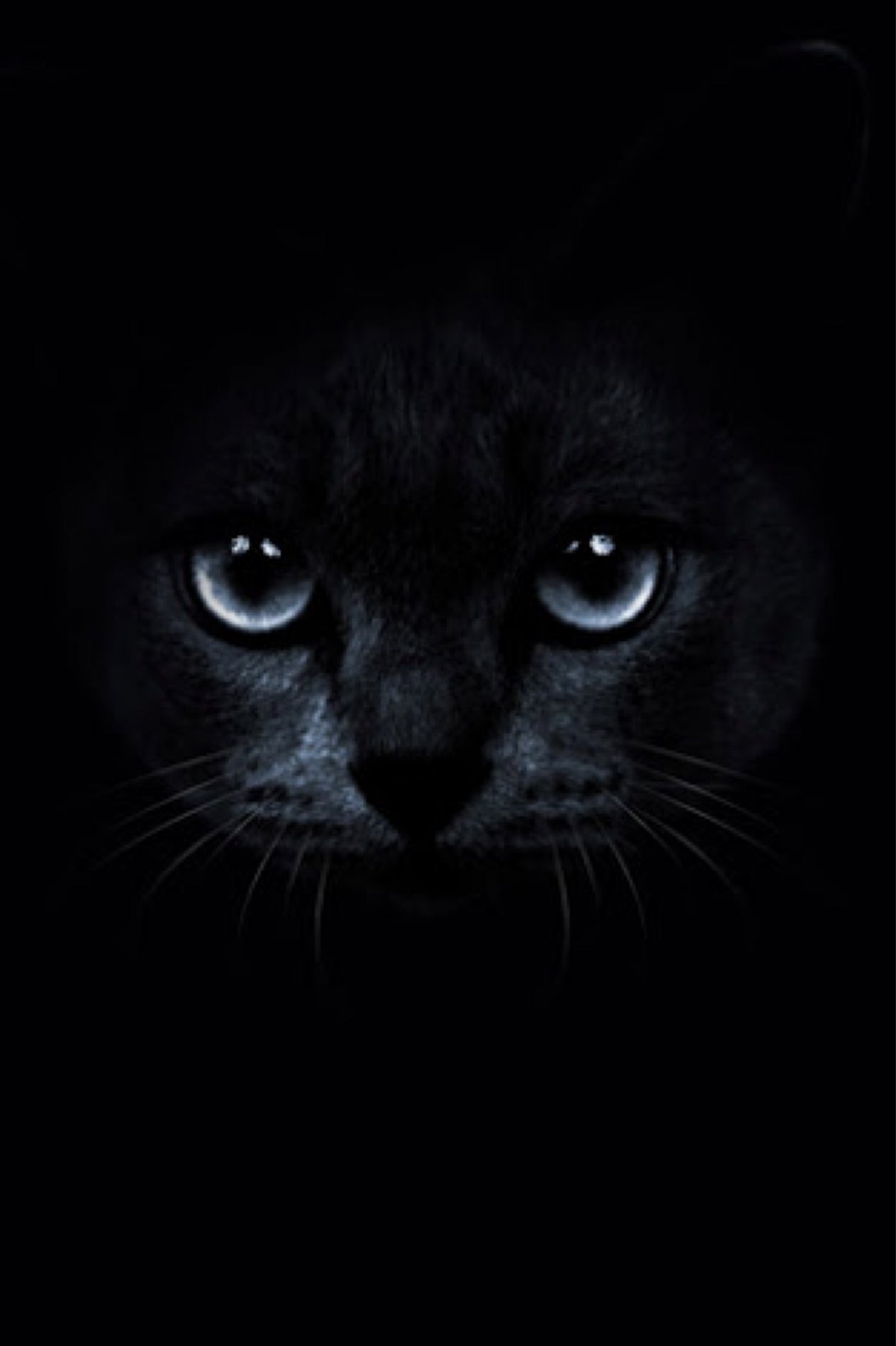 Черная кошка на заставку