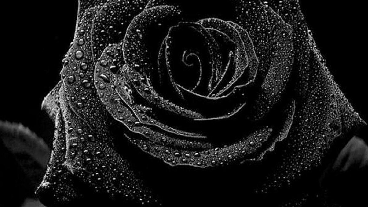Чорни Роза