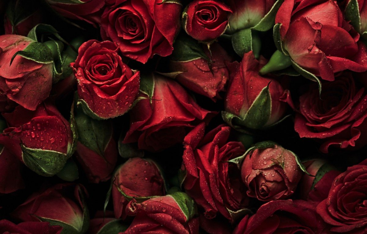 Фон розы красные
