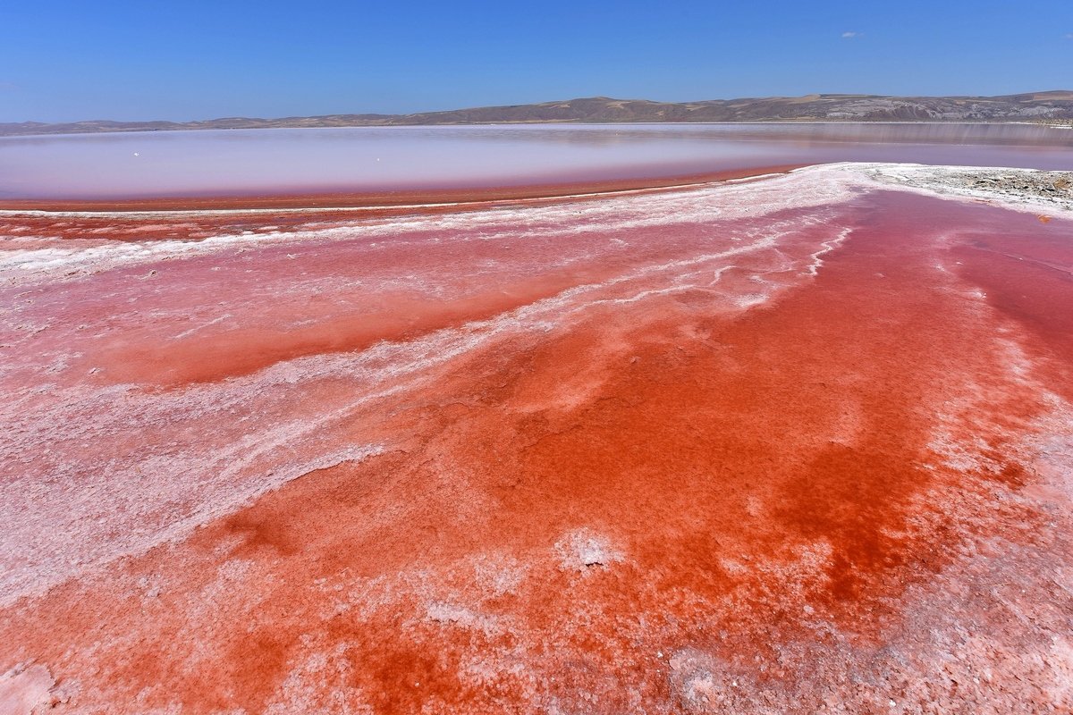Соленые воды планеты. Соленое озеро туз. Озеро туз (tuz — Konya). Дуналиелла солоноводная. Дуналиелла солоноводная розовая водоросль.