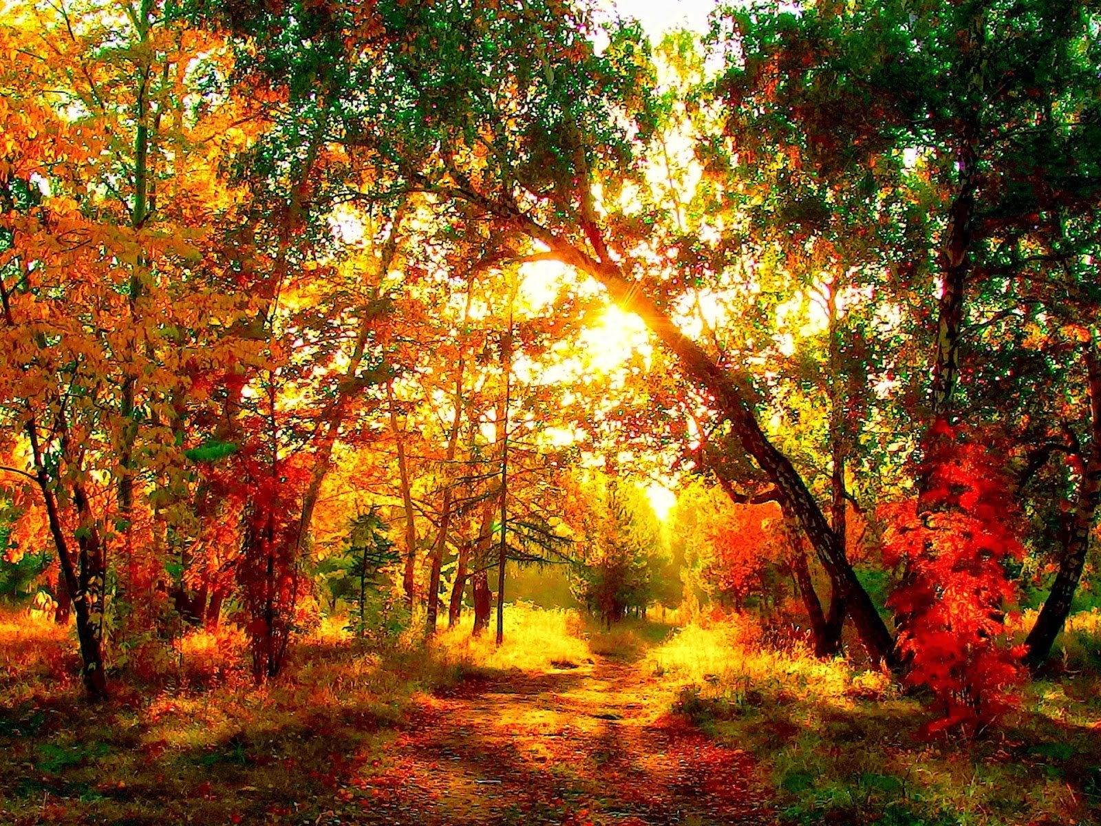 Пестрая стена леса. Лес осенний- Терем расписной. Лес расписной лиловый золотой багряный. Осенний лес точно Терем расписной. Осенний лес золотой багряный.