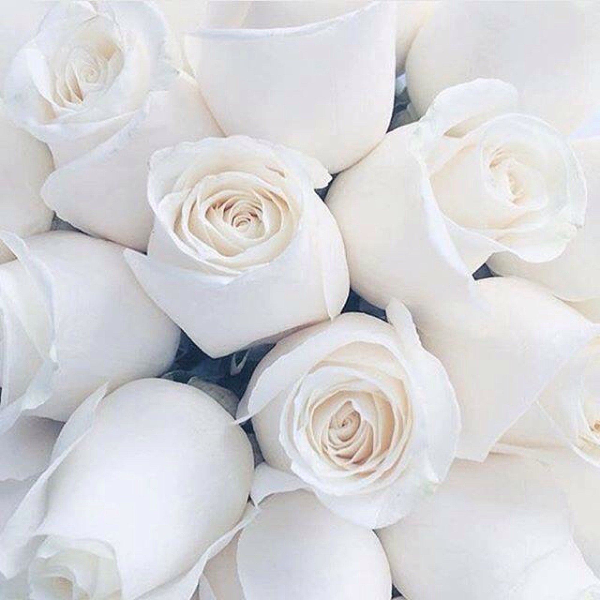 Белая роза фон для стихов