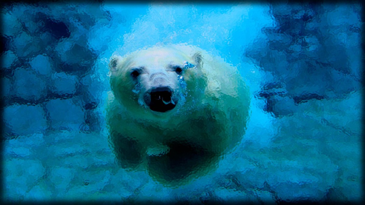 Белый медведь