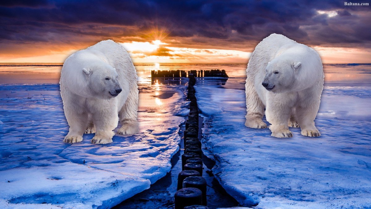 Белый медведь