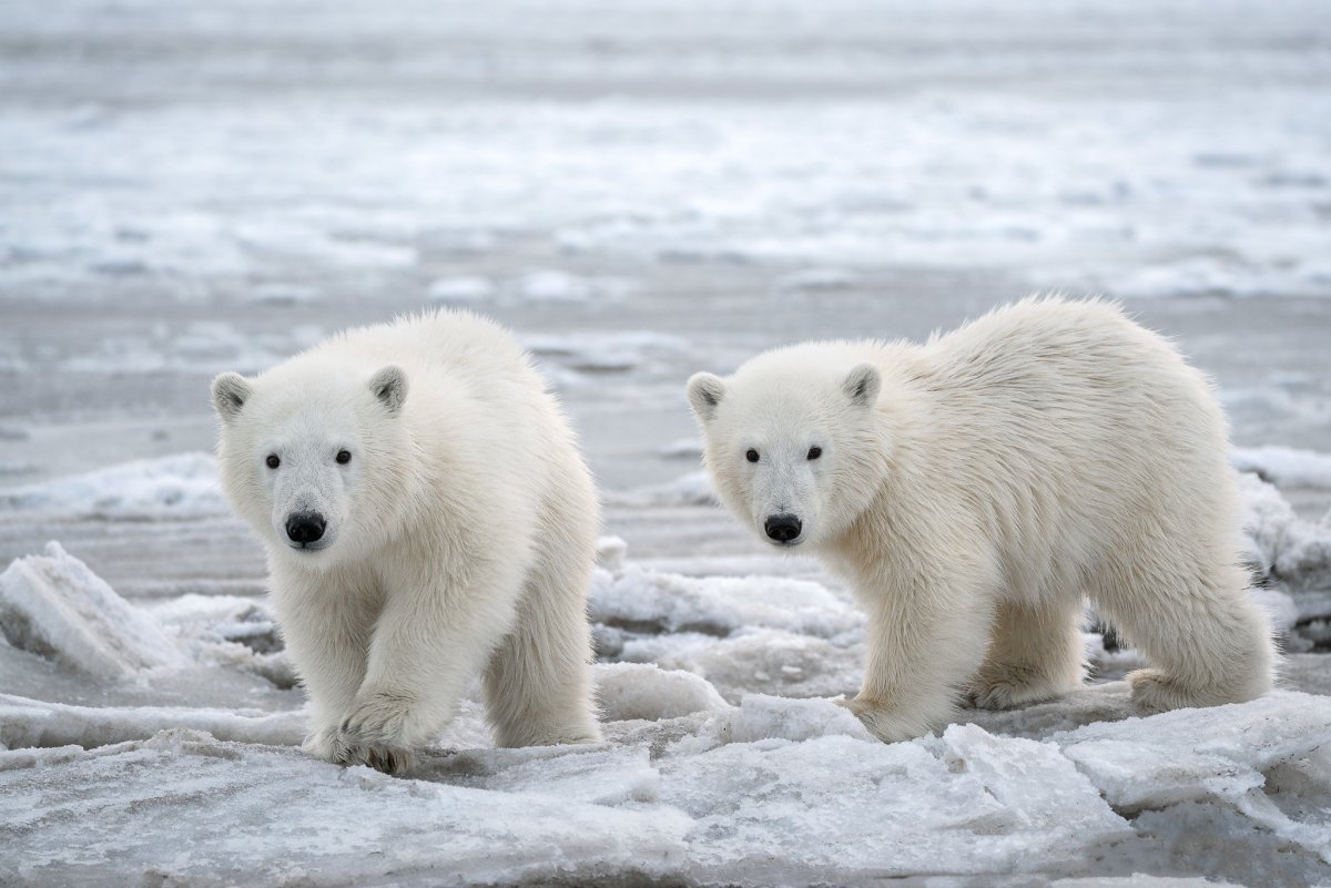 Постер белый медведь