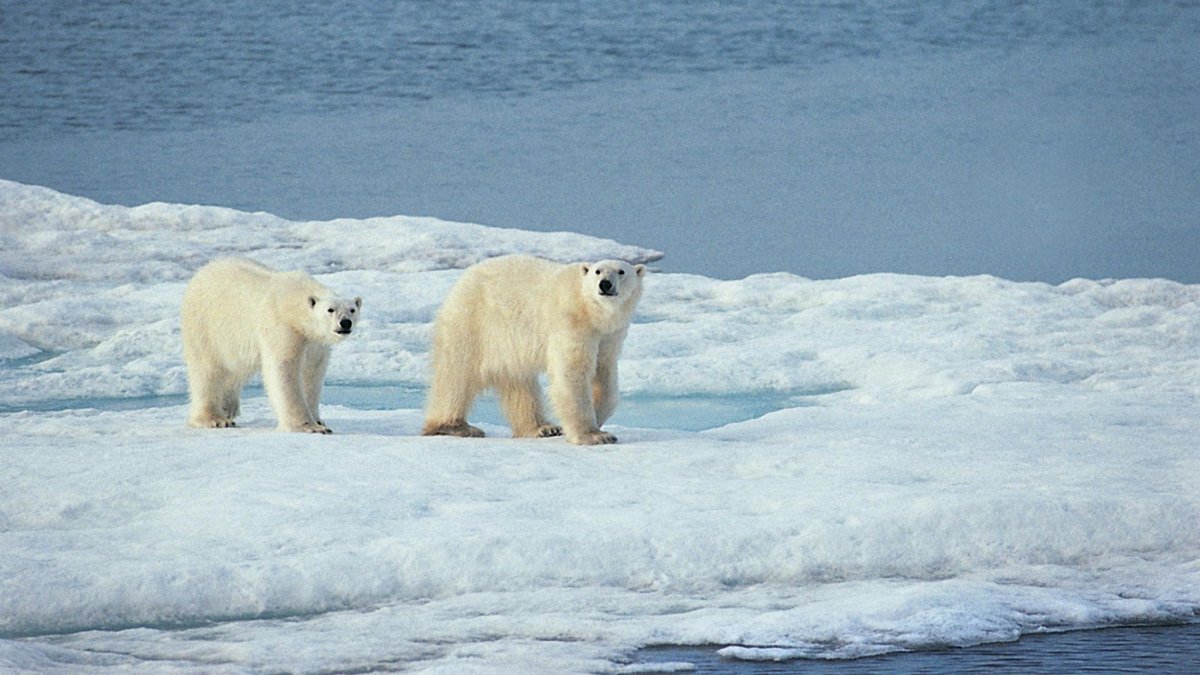 Белый медведь ошкуй