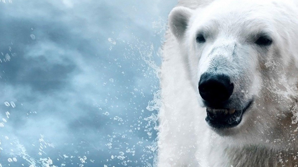 Белый медведь