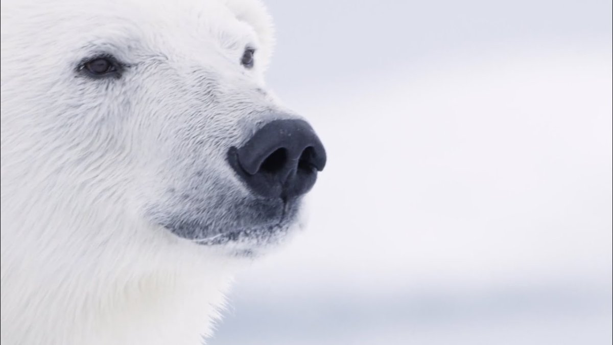 Образ жизни белого медведя