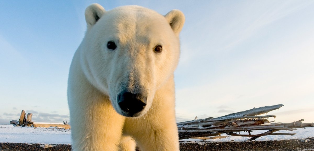 Белые медведи в Антарктиде
