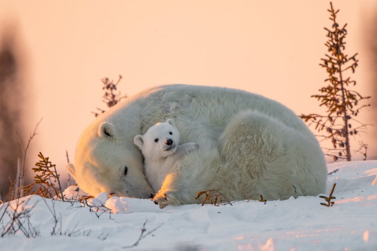 Взгляд белого медведя