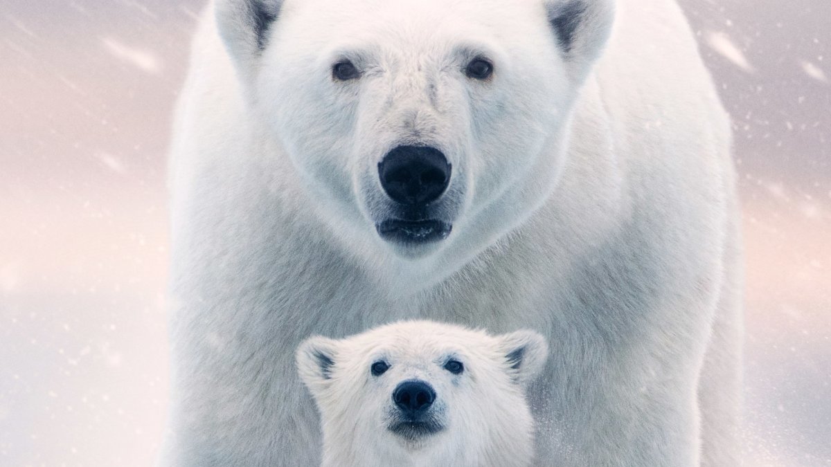 Белый медведь