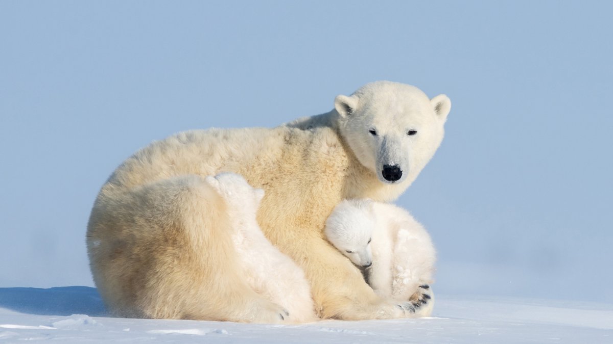 Медведь арт
