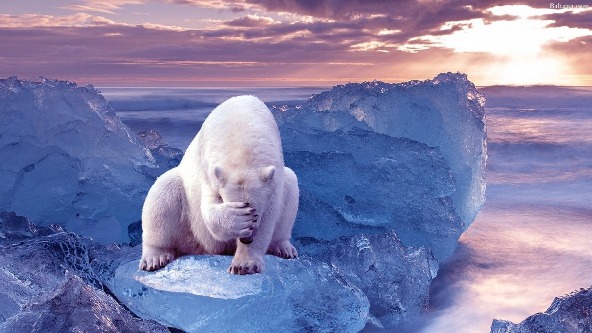 Плачущий белый медведь