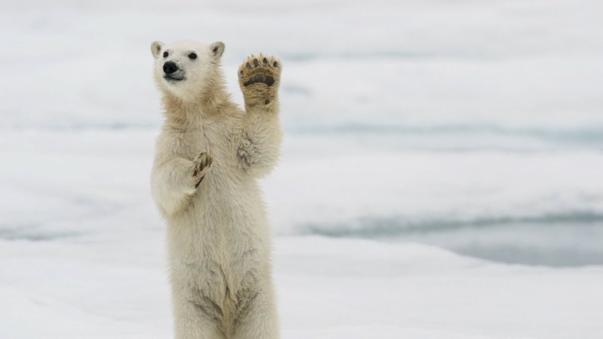 Белый медведь лето