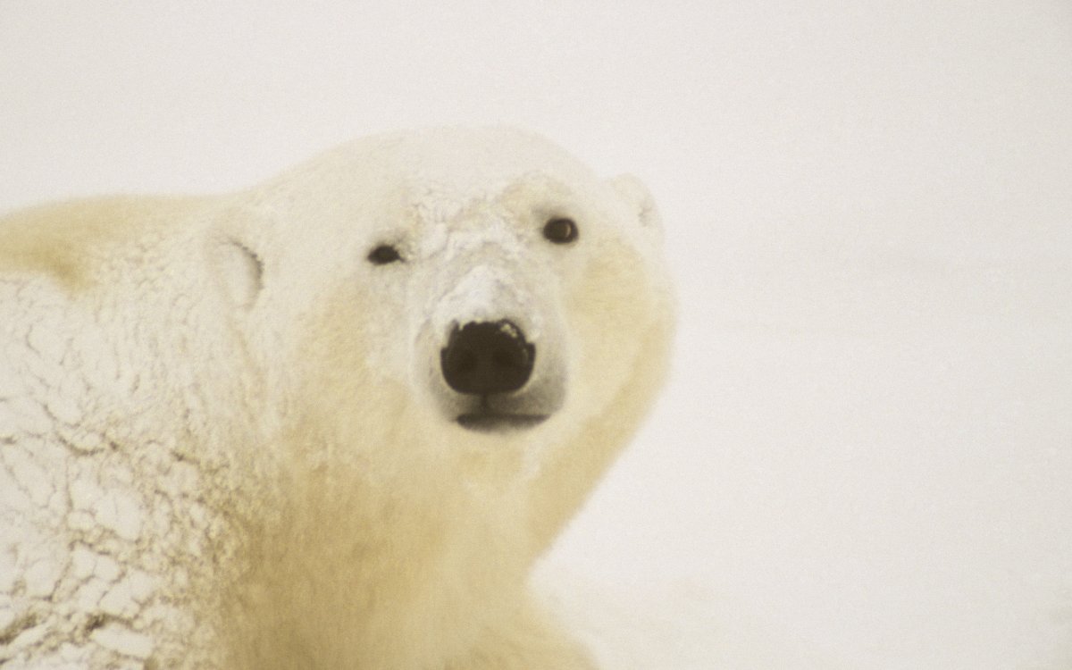 Белый медведь на льду