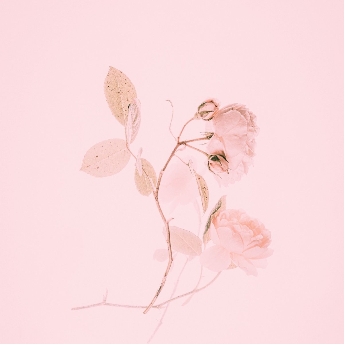 Цветы на бежевом фоне