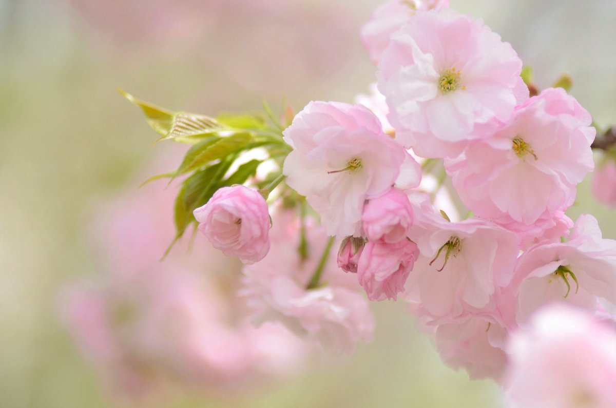 Нежно розовые цветы