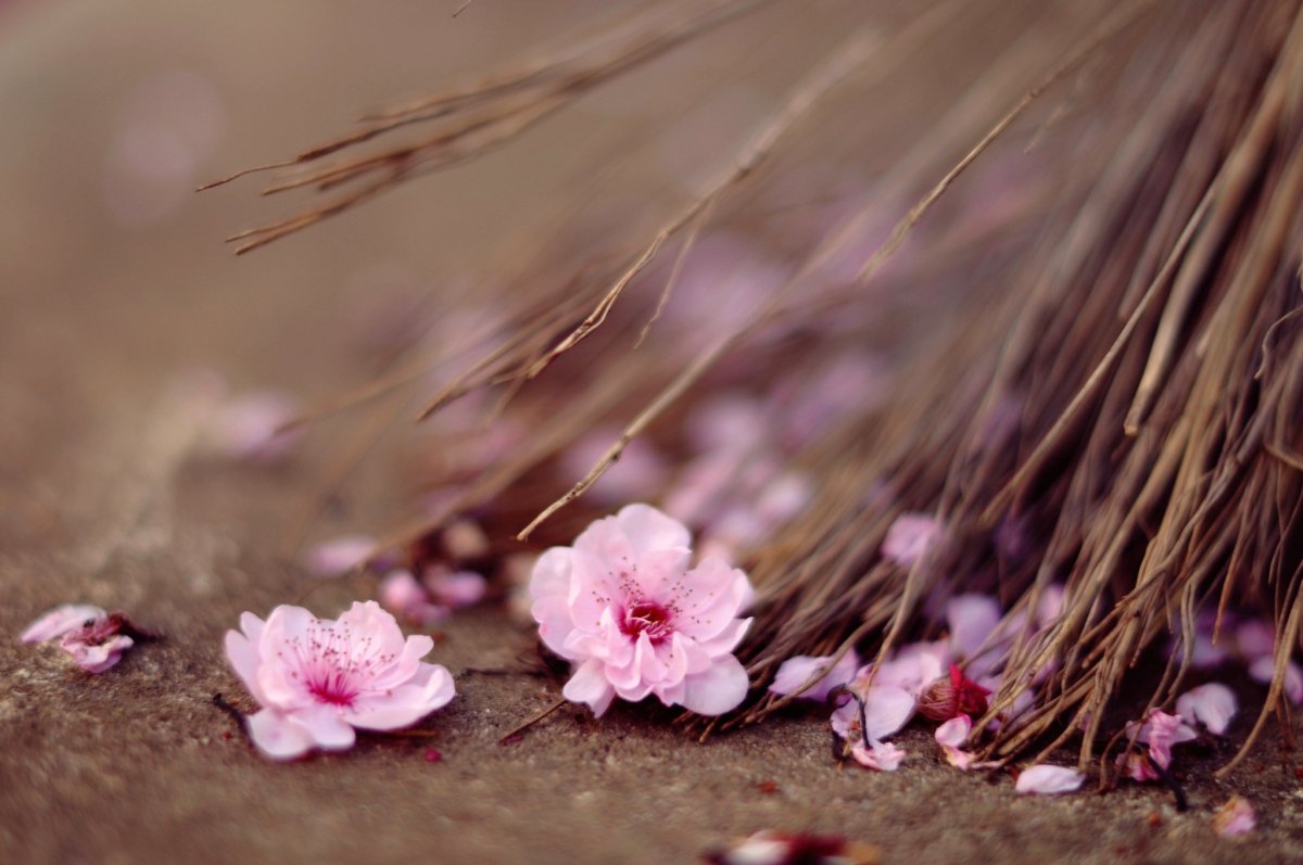 Нежные цвета