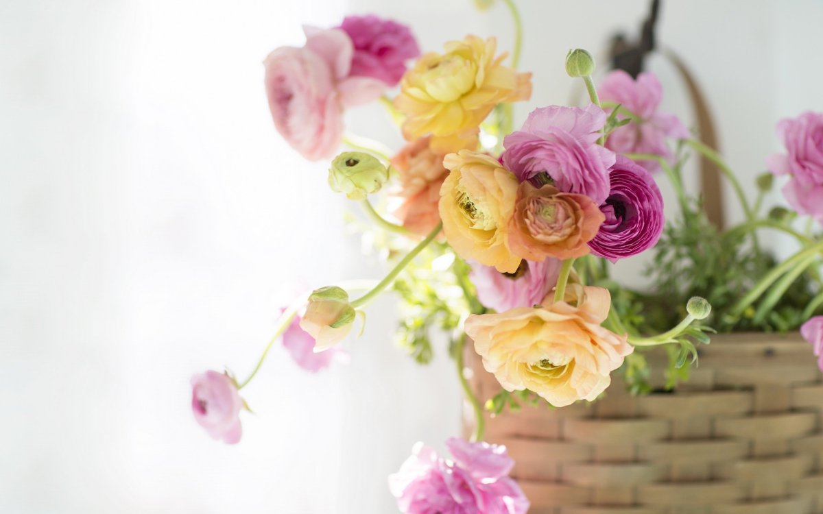 Нежные цветы ранункулюсы