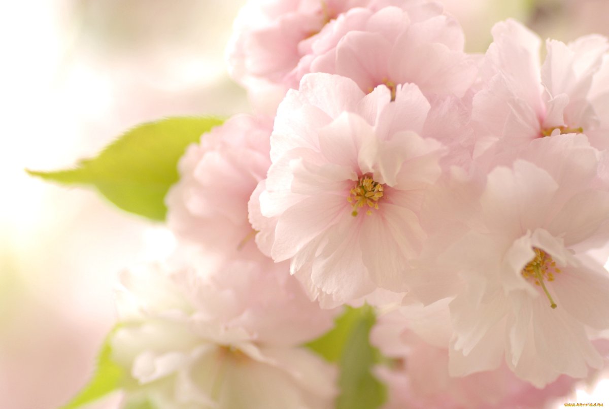 Цветы на рабочий стол красивые нежные