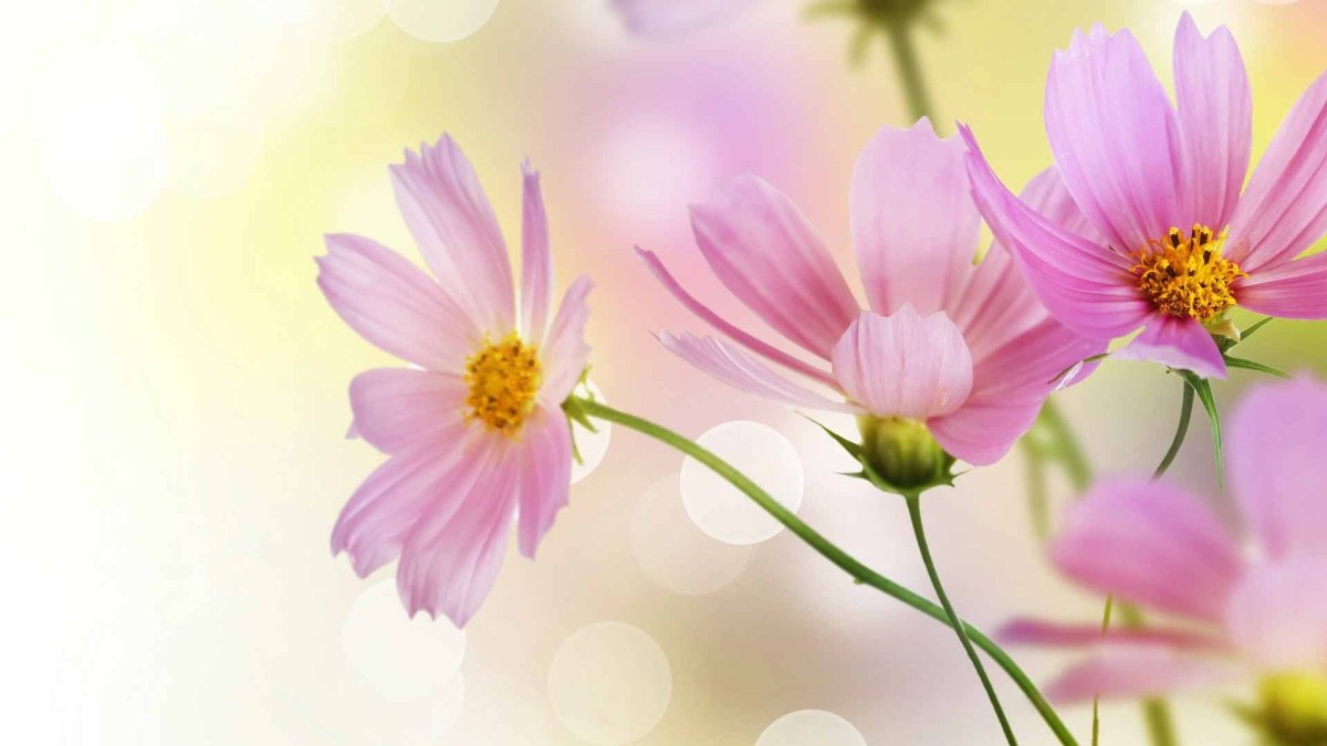 Обои на рабочий стол космея