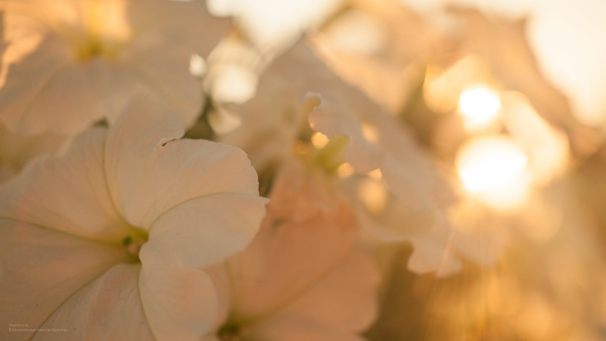 Нежный цветок