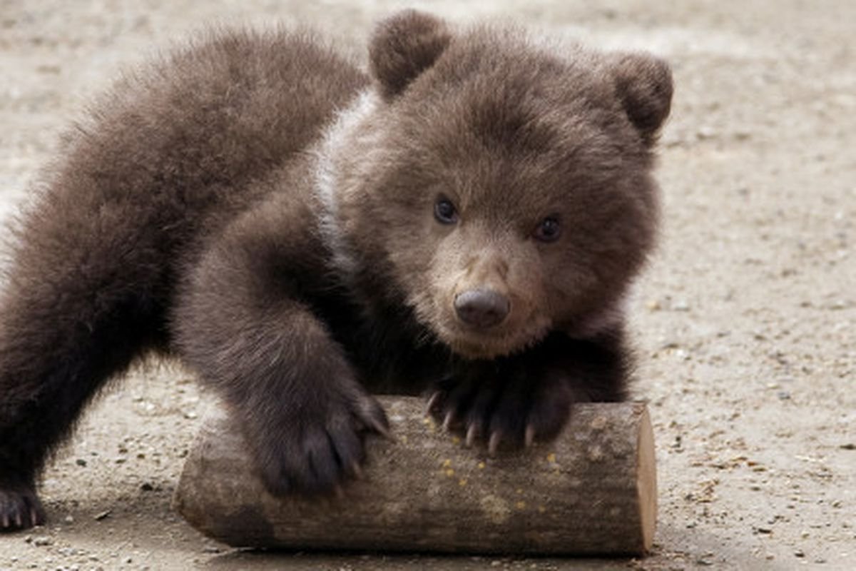 Североморского медведя