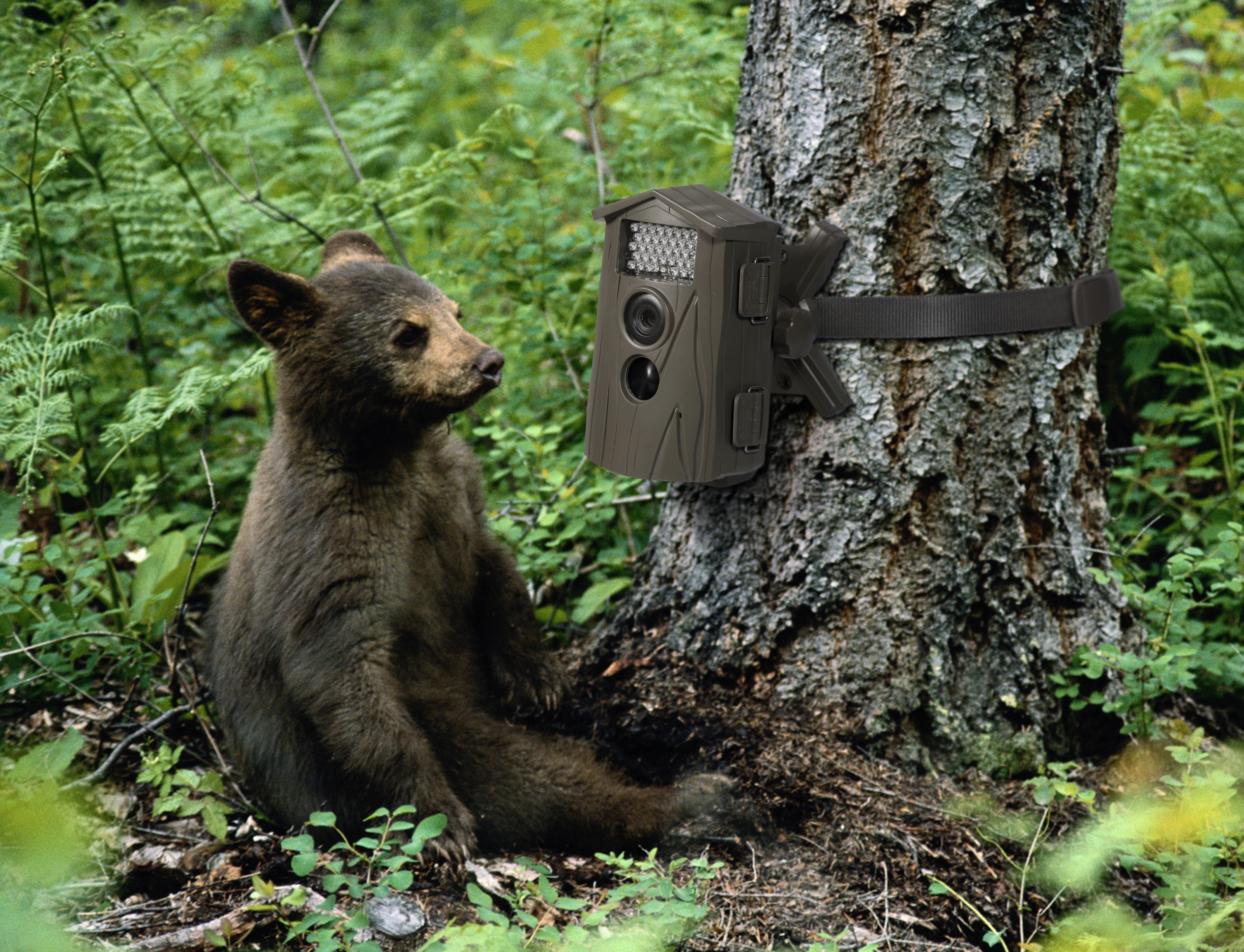 Включи лесные 3. Лесные животные. Звери в лесу. Медведь. Лесные животные фото.