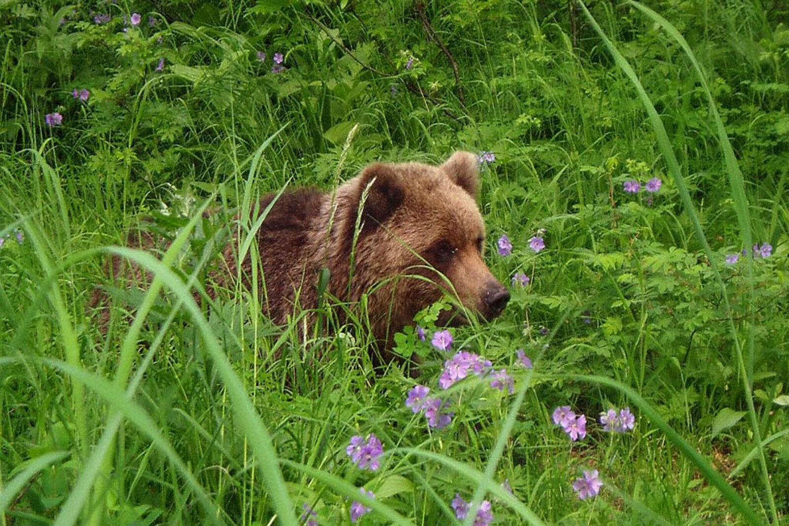 Медведи в подмосковье. Бурый медведь в Подмосковье. Медведь косолапый. Медвежонок в кустах. Бурый медведь в траве.