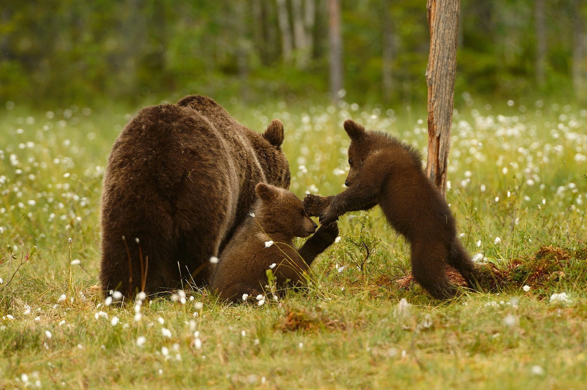 Фотографии 3 медведей. Сибирский бурый медведь. Медведь в лесу. Медведица с медвежатами. Медведь с медвежонком.