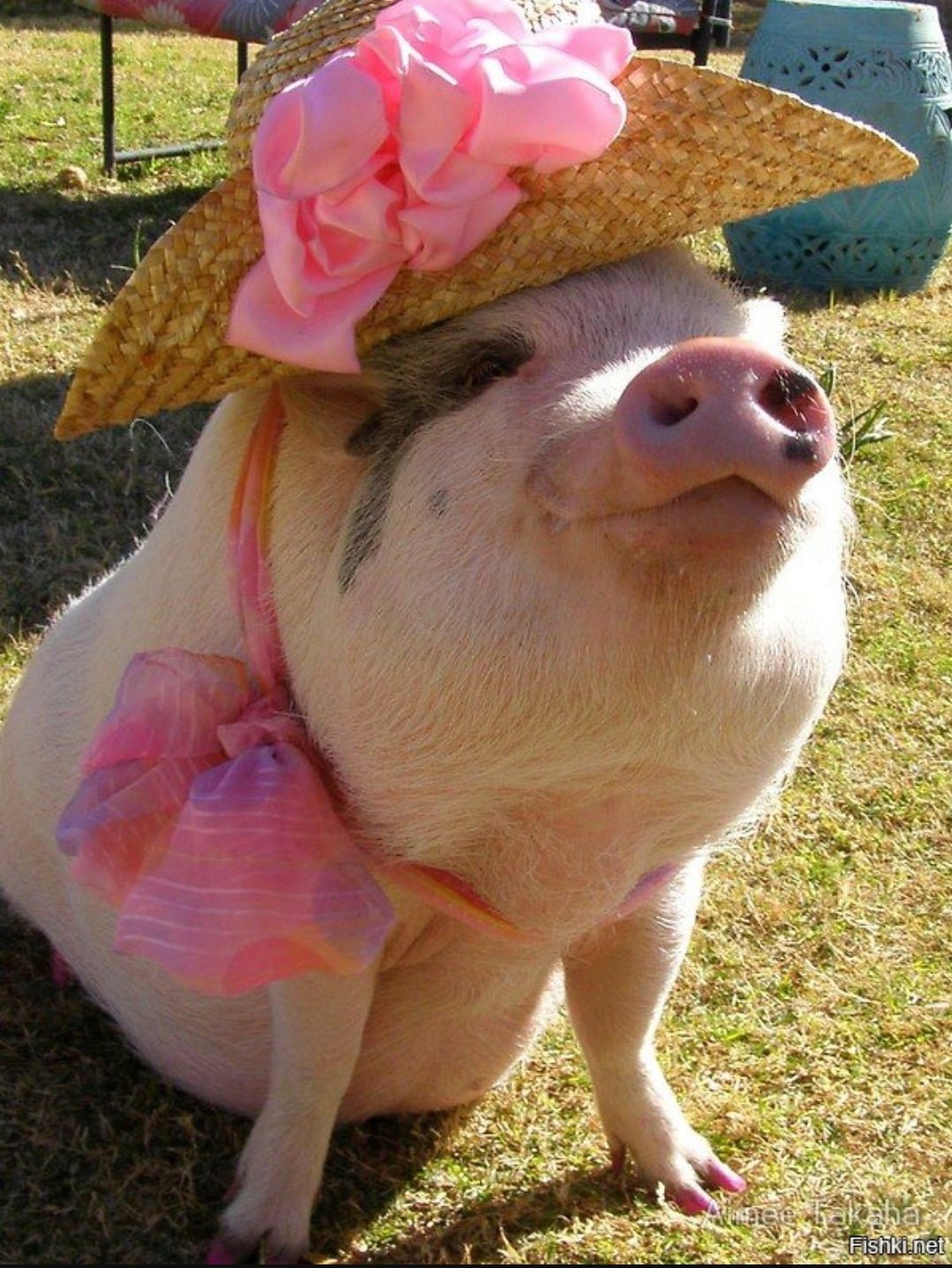 Смешные свинки картинки. Минипиг хряк. Смешные поросята. Свинья в шляпе. Поросенок в шляпе.